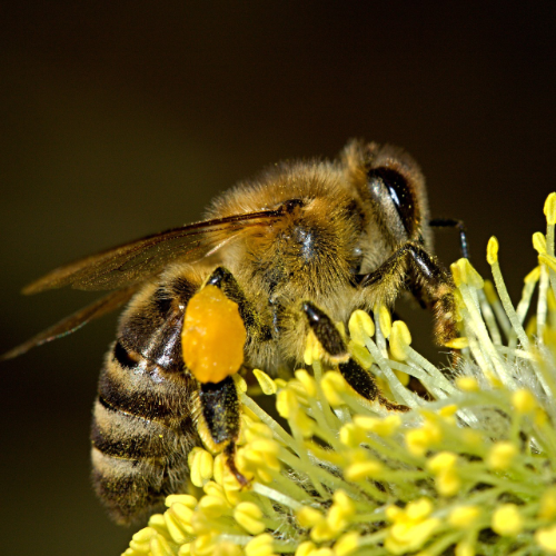 Die Bedeutung von Bienen für die Umwelt